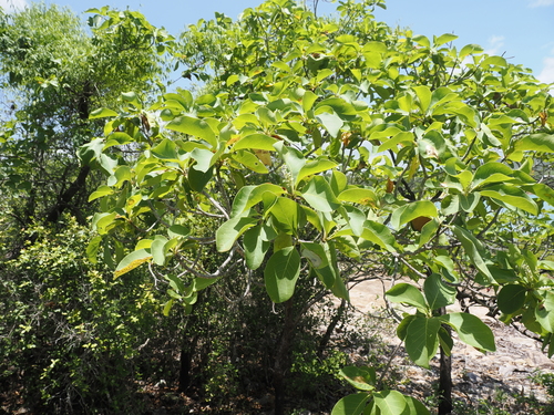 Image of Terminalia melanocarpa by (c) Lucas Christofides, some rights reserved (CC BY)