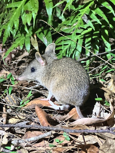 Long-nosed Bandicoot, photo 8 of 10