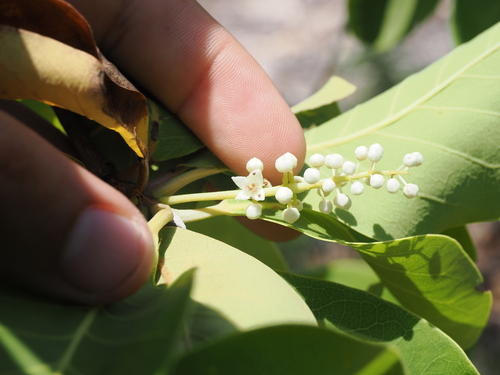 Image of Terminalia melanocarpa by (c) Lucas Christofides, some rights reserved (CC BY)