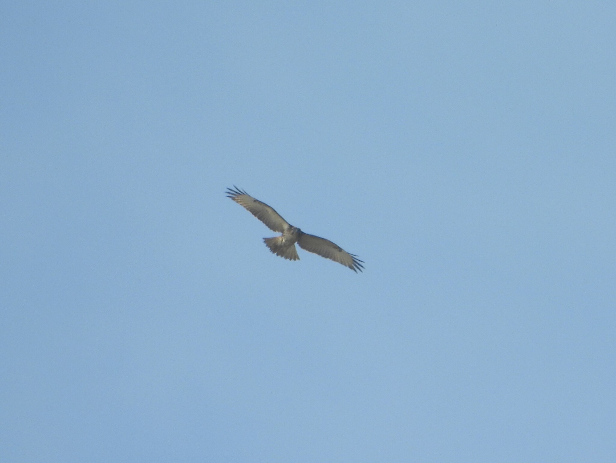 Eastern Buzzard