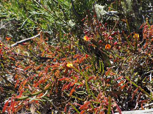 Bossiaea riparia