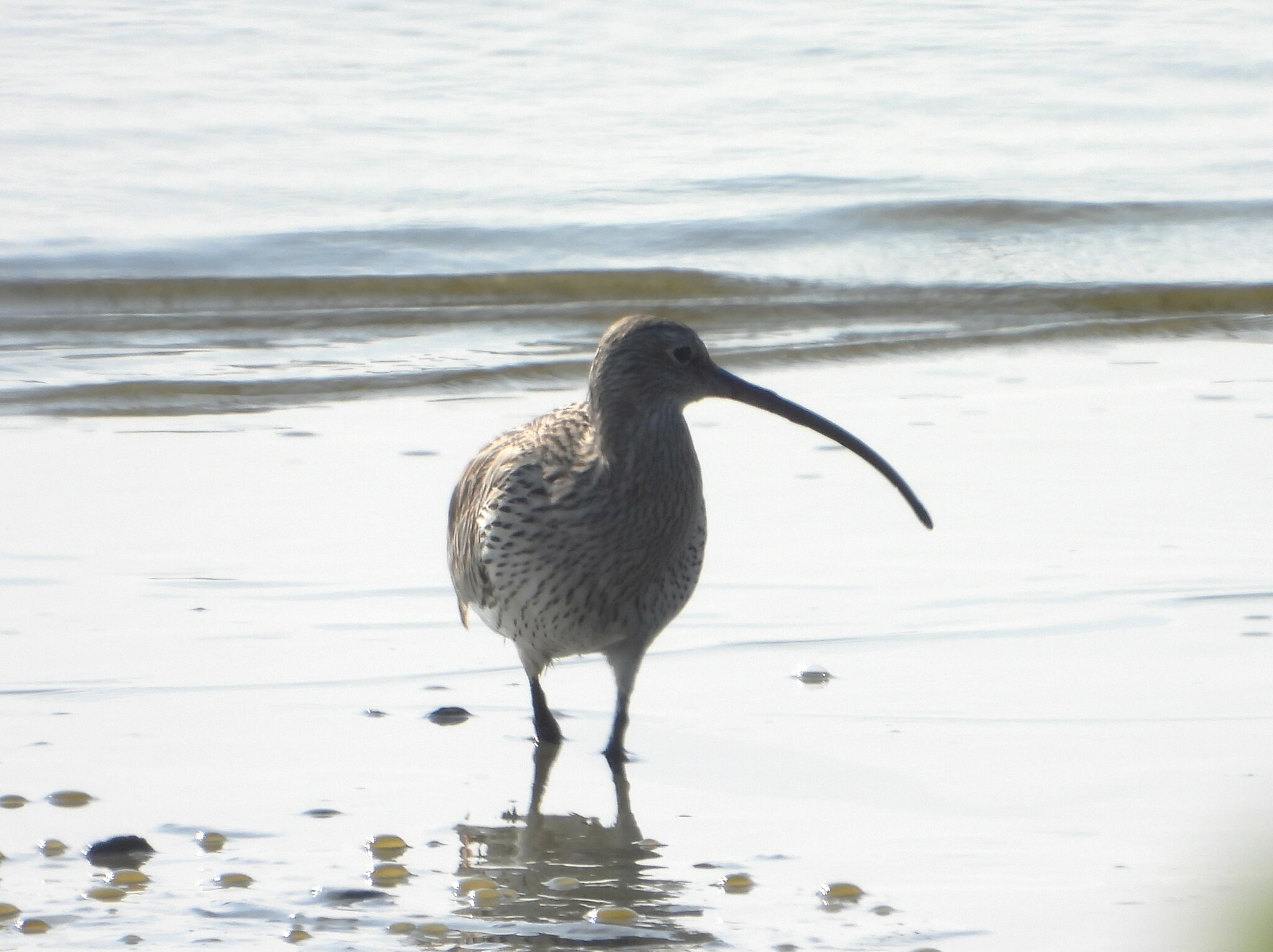 Eurasian Curlew