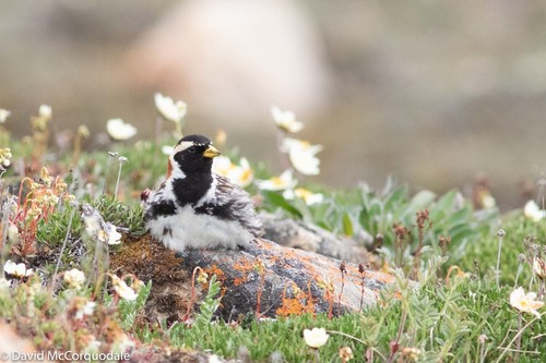 Lapland Longspur
