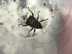 Cryptorhynchus lapathi