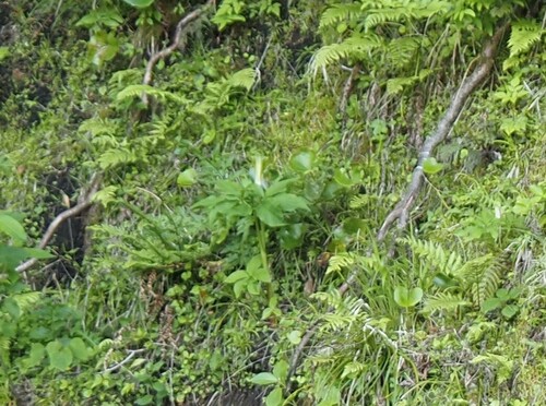 Arisaema hatizyoense iNat (1)