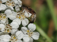Nithecus jacobaeae