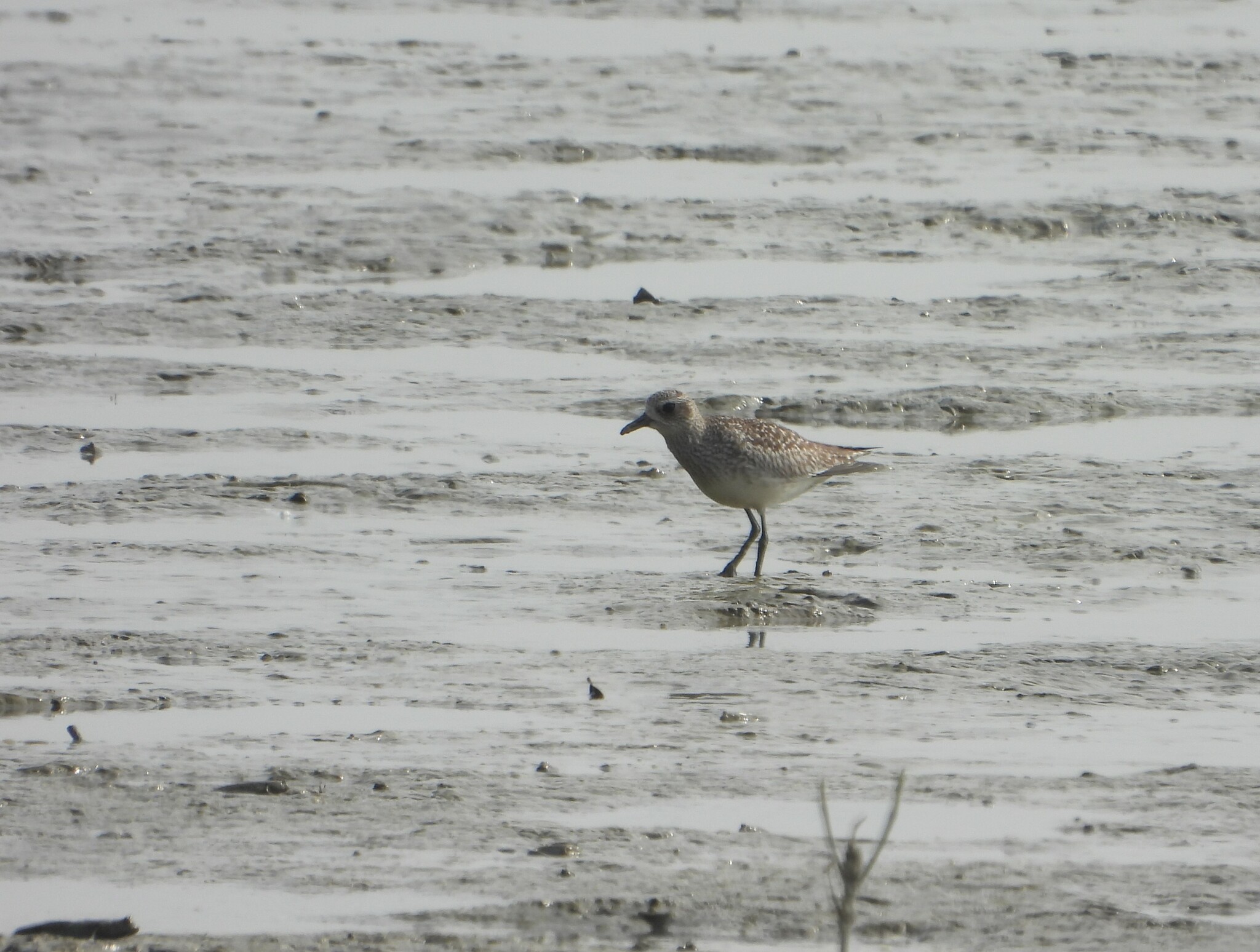 Grey Plover