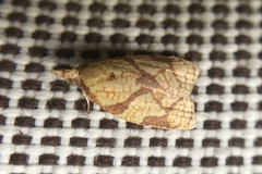 Cenopis reticulatana