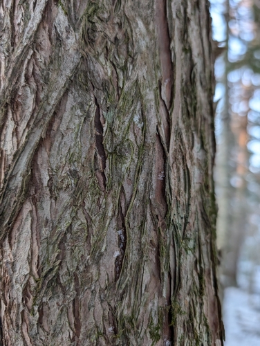 Image of Taxus cuspidata by (c) Simone Littledale, some rights reserved (CC BY)