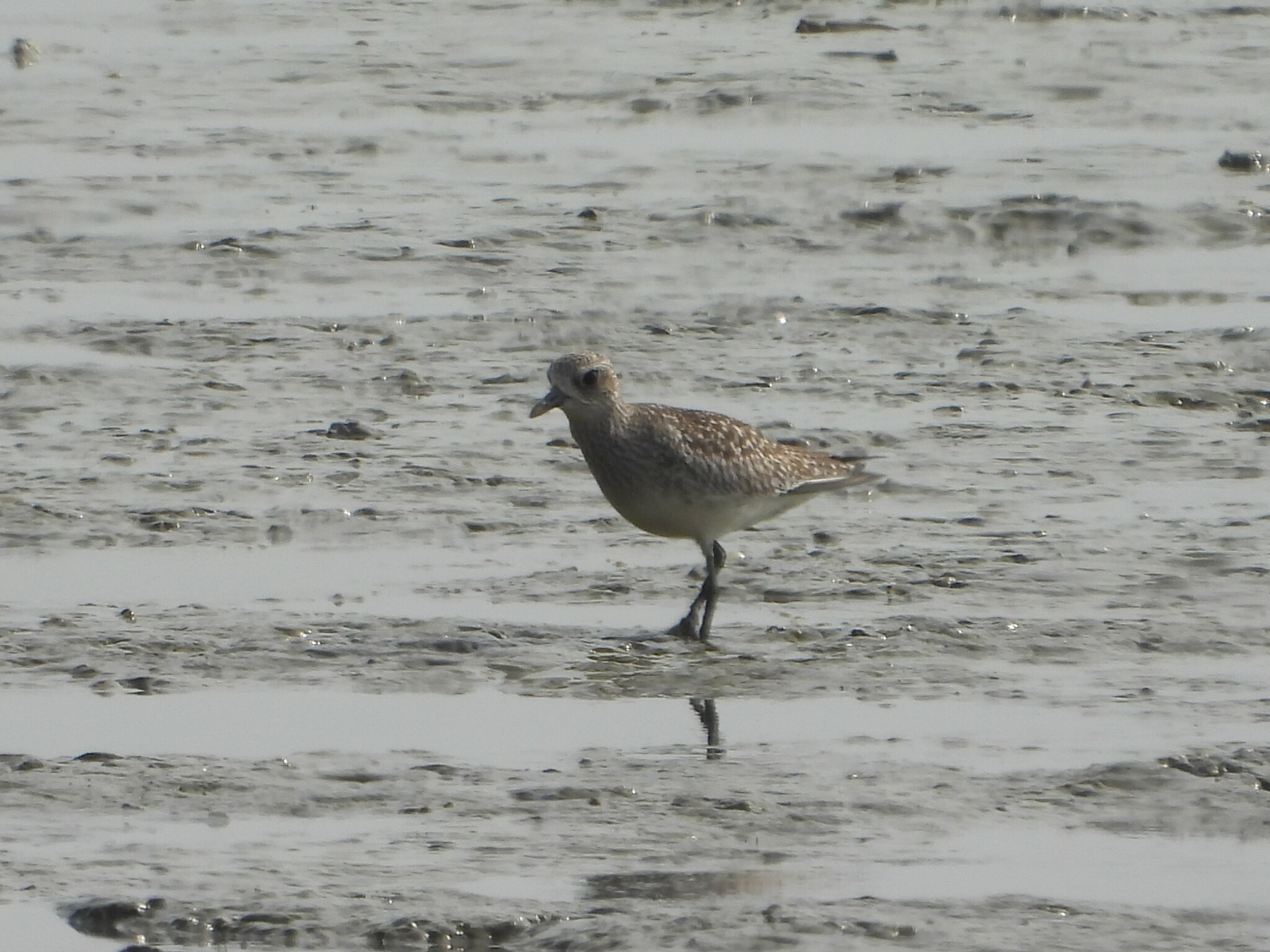 Grey Plover