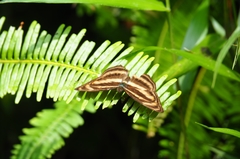 Athyma nefte subrata