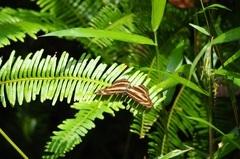 Athyma nefte subrata