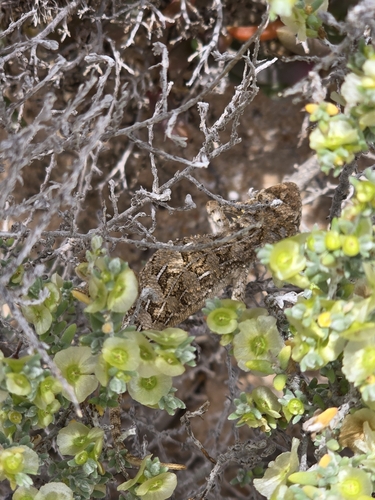 Lined Earless Dragon, Tympanocryptis petersi