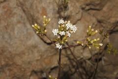 Stevia salicifolia