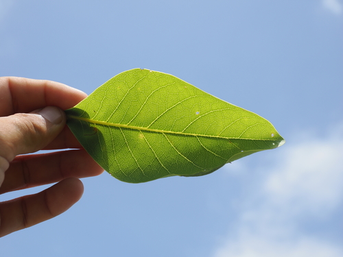 Image of Terminalia melanocarpa by (c) Lucas Christofides, some rights reserved (CC BY)