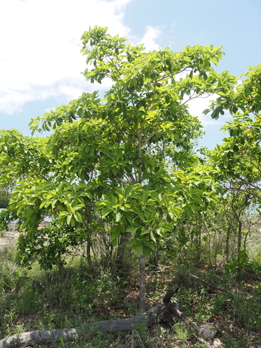 Image of Terminalia melanocarpa by (c) Lucas Christofides, some rights reserved (CC BY)