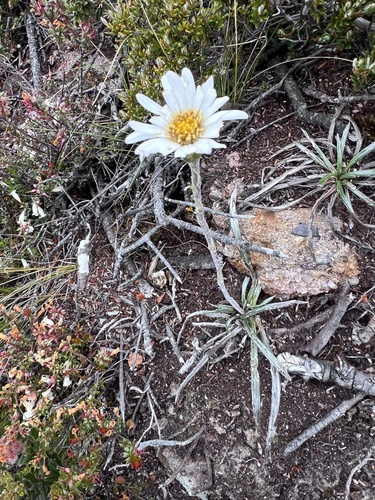 Celmisia asteliifolia, photograph 6