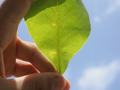 Terminalia melanocarpa, photograph (c) Lucas Christofides, some rights reserved (CC BY)