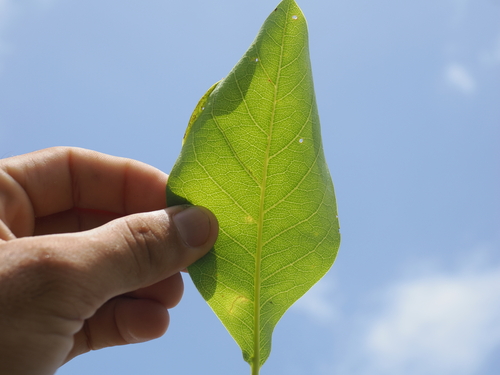 Image of Terminalia melanocarpa by (c) Lucas Christofides, some rights reserved (CC BY)