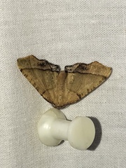 Plagodis phlogosaria