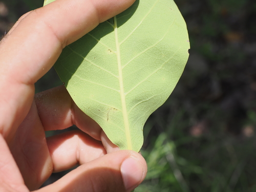 Terminalia melanocarpa, photograph 4