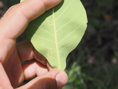 Terminalia melanocarpa, photograph (c) Lucas Christofides, some rights reserved (CC BY)