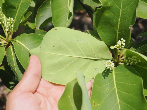 Terminalia melanocarpa, photograph 3