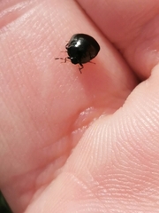 Coptosoma scutellatum