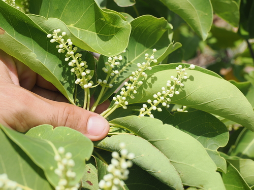 Brown Damson (Terminalia melanocarpa)