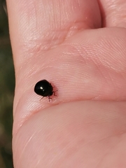 Coptosoma scutellatum