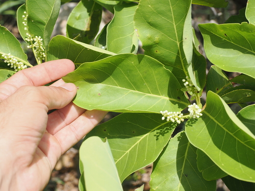 Image of Terminalia melanocarpa by (c) Lucas Christofides, some rights reserved (CC BY)