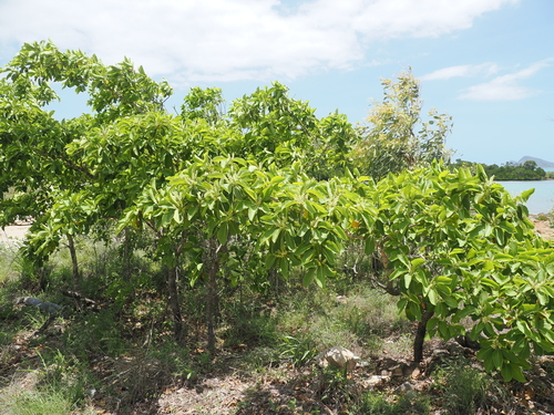 Image of Terminalia melanocarpa by (c) Lucas Christofides, some rights reserved (CC BY)