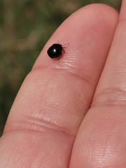 Coptosoma scutellatum