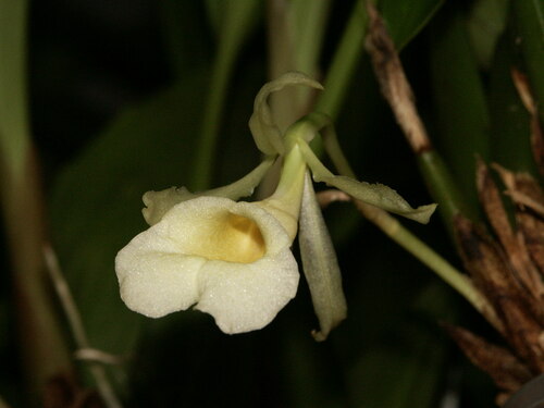 Trichopilia turialbae