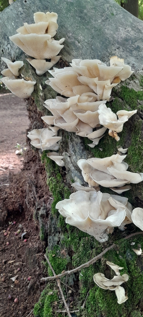 Favolus tessellatus · December 2024 · photo: © rafaperazzolo (iNaturalist, cc-by)