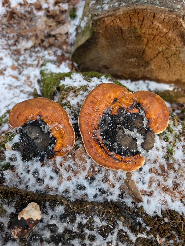 Fomitopsis pinicola · December 2024 · photo: © simonele (iNaturalist, cc-by)
