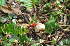 Neurothemis fluctuans