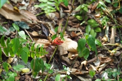 Neurothemis fluctuans