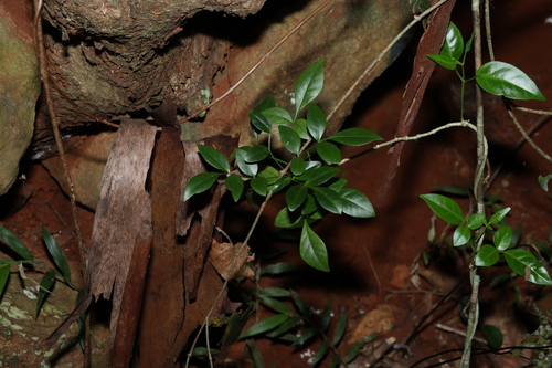 Image of Pandorea jasminoides by (c) Greg Tasney, some rights reserved (CC BY-SA)