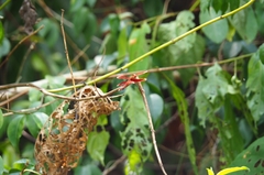 Neurothemis fluctuans