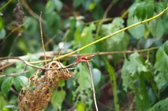 Neurothemis fluctuans