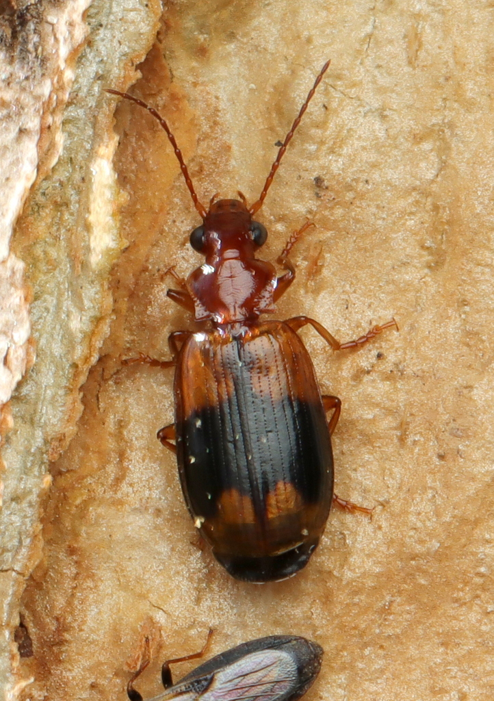 Singilis laetus