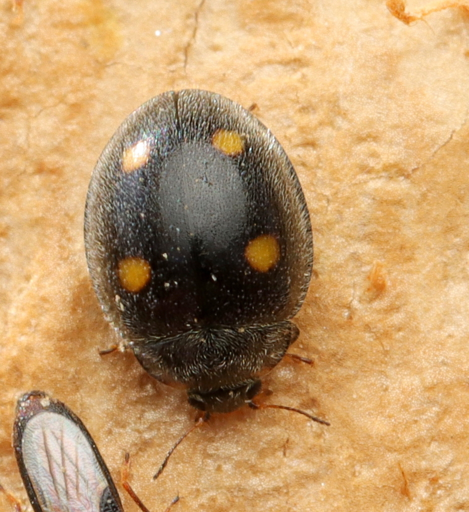 Rhyzobius burmeisteri