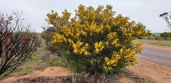 Acacia notabilis