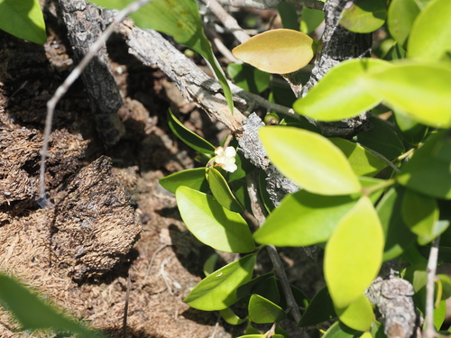Image of Eugenia reinwardtiana by (c) Lucas Christofides, some rights reserved (CC BY)