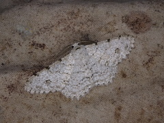 Lassaba parvalbidaria