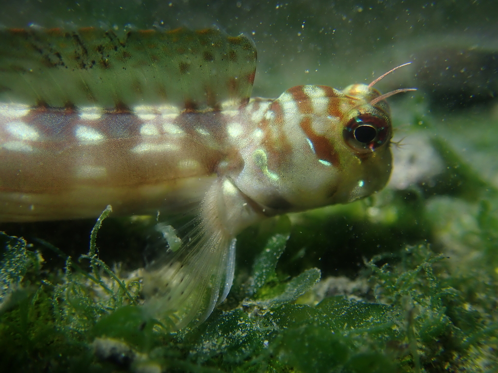 Biliton Blenniella