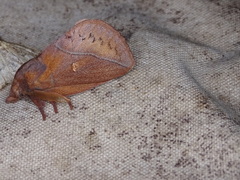 Euthrix ochreipuncta