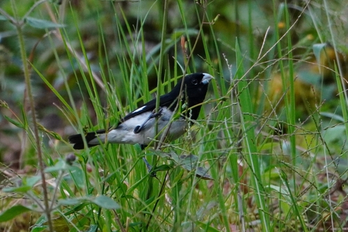 Black-and-white Seedeater (Sporophila luctuosa), photo 9