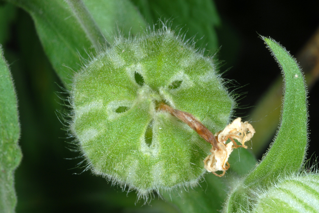 White campion, photo 3
